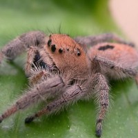 Female Phidippus regius