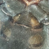 4 inch b. smithi