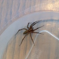 Lovely Male Specimen of a Spider