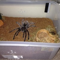 Female G.Rosea