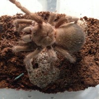 Please ID this Tarantula.