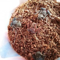 hypo phrynus