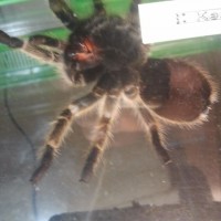 Grammostola rosea (male or.female ) help