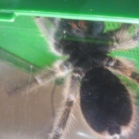 Grammostola rosea (male or.female ) help