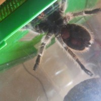 Grammostola rosea (male or.female ) help