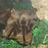 G rosea