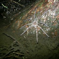 #2 Okefenokee Fishing Spider (Dolomedes okefinokensis)