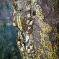 poecilotheria formosa female.. 4inch.