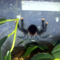 avicularia avicularia sling