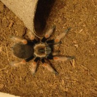 Brachypelma Emilia?