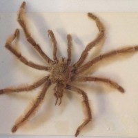 Tarantula(?) specimen identity?