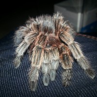 My Rose Haired Tarantula, Dante
