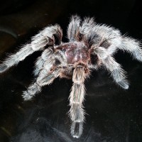 Another photo of my baby, Dante