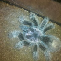 MY SPIKERELLA