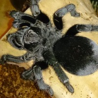 g pulchra