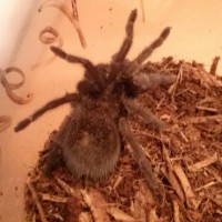 Grammostola Pulchra