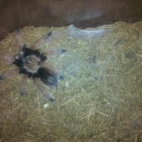 MY TARANTULAS