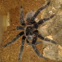 Lasiodora parahybana