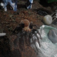 one of my male Texas Brown Tarantulas