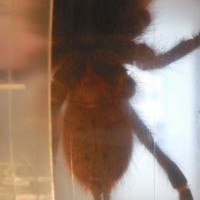 P. murinus L10