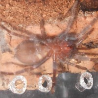 One inch B. auratum