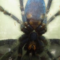 Avicularia versicolor