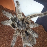 grammostola ...