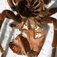 Theraphosa apophysis