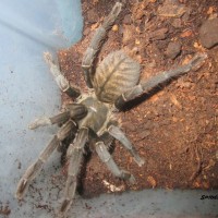 Haplopelma sp.?