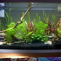 my aquarium and fishies..