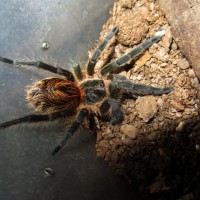 Paraphysa sp tigre