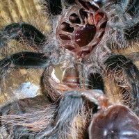 Brachypelma albopilosum possible female