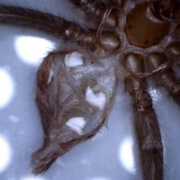 Lasiodora difficilis