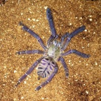 L. Violaceopes, Azzurra