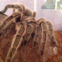 Grammostola Rosea