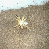This was sold as a Tanzanian Red Trapdoor spider