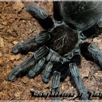 Pamphobeteus sp platyomma