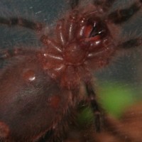 grammostola pulchripes ventral