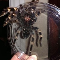 Is the female B. smithi I purchased actually a male?