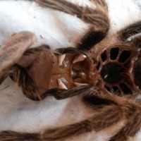 Grammostola Rosea