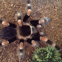 New Smithi