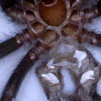 One inch Brachypelma albopilosum