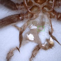 Two inch Lasiodora difficilis