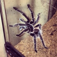 Lasiodora parahybana