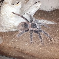 Posible Salmon Pink (Lasiodora parahybana)