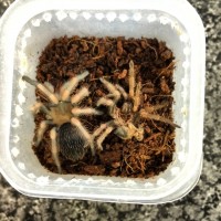 Brachypelma smithi