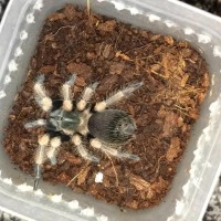 Brachypelma smithi