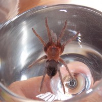 ID possible Brachypelma sp Yaxchilan?