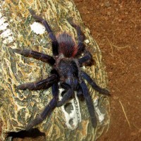 Pterinopelma sazimai