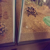 Brachypelma Smithi Pair